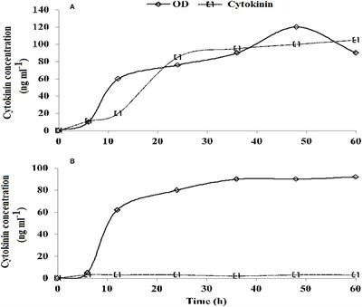 Cytokinin Production by Azospirillum brasilense Contributes to Increase in Growth, Yield, Antioxidant, and Physiological Systems of Wheat (Triticum aestivum L.)